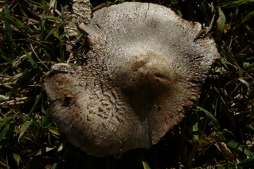 Tricholoma bresadolanum?